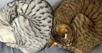 『寝相、話し合って決めてる？』2匹の猫を見てみると…同じ形で眠る様子がかわいすぎると５万いいね「シンクロナイズド睡眠」「ペア寝相ｗ」