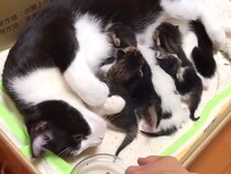 ５匹の赤ちゃん猫に寄り添うお母さん猫→７年経った結果…予想以上に『変わらない家族愛』が話題「母は偉大だ」「いつまで経っても可愛い子供」