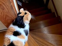 朝、一緒に目を覚ました三毛猫→ついてきてほしい様子で…あまりにも尊い『最高の光景』が15万再生「ぽてぽてしててかわいいｗ」「たまらん」