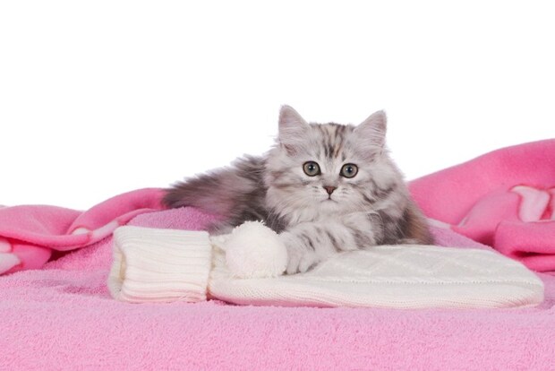 湯たんぽに乗る猫