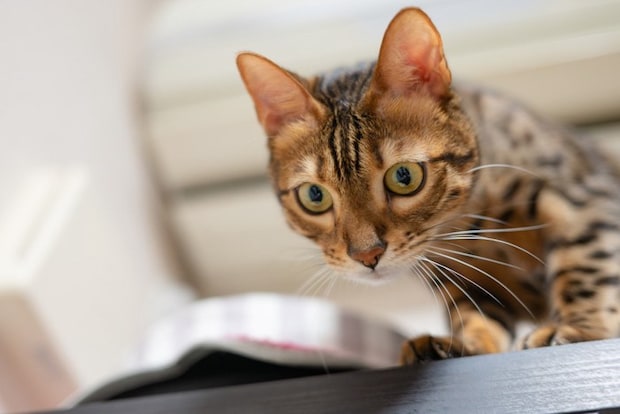 高い所に登る猫