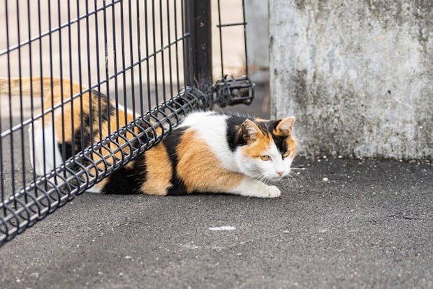 高い場所にいる猫