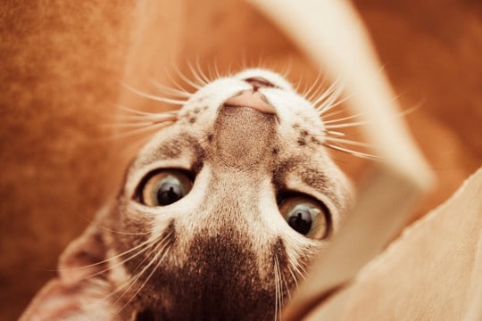 猫の『ヒゲ』が担っている大切な役割4つ 意外なヒミツから切ってはいけない理由まで