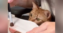 膝の上に座っていた猫→飼い主さんが『メイク』をしていると…あまりにもかわいい『見守る様子』が27万再生「癒された」「愛おしい」