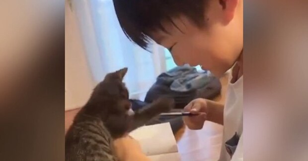 お兄ちゃんが宿題をしていると、『子猫』が…"かわいすぎるやり取り"に癒されると34万再生「思わずニヤニヤした」「100点だｗ」