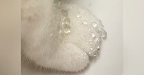 蛇口から水を飲んだ猫ちゃん→『おてて』を見ると…まるで宝石のような"素敵すぎる光景"に14万いいね「素晴らしい作品」「ひゃあああ可愛い」