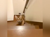 階段を登ってくる赤ちゃん猫→姿勢を低くして…悶絶級の『まるでハンターのような様子』が話題「ほふく前進上手ね」「獲物を狙う目だｗｗｗ」