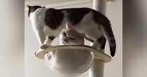 キャットタワーでくつろいでいた兄猫→弟猫も入ろうとして…『まさかの悲劇』が41万再生「めっちゃ心配してるｗ」「やべって顔してるｗ」