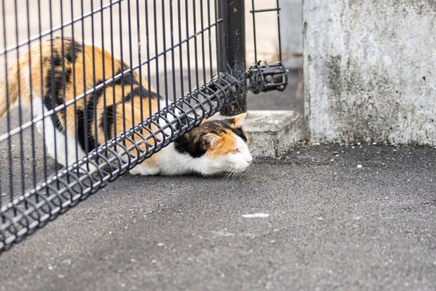 狭いところを潜り抜ける猫