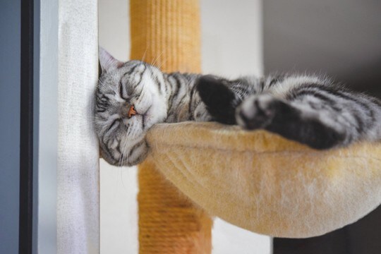 猫のことを『どんくさい』と感じる瞬間4選　日常に潜む愛おしい一面をご紹介