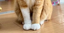 前足の模様が左右で違う猫→飼い主さんが語った"理由"が…思わずほっこりする投稿が94万表示「おしゃれ上級者さん」「かわいすぎ」