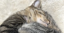 『眠っている猫ちゃん』を見たら…あまりにも完璧すぎる『形』に８万いいねの大反響「見たことがないレベル」「見事な保存状況ｗ」