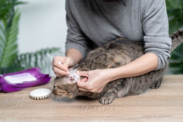 耳掃除をされる猫