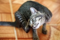 猫に寄生する『耳ダニ』が引き起こす5つの症状　発症のサインや感染対策まで解説