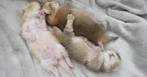あまりにも無防備な姿でお昼寝する赤ちゃん猫たち…思わず癒される『尊い光景』に「ありがたいものを見た気分」「ニヤニヤした」と反響