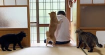 大好きなパパが2日ぶりに帰宅したら、柴犬と猫が…感動的な『再会の瞬間』が347万再生「なんて素敵な家族」「涙が止まらなくなった」