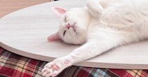 『猫はこたつで丸くなる』を見事に裏切った『こたつの上で爆睡する白猫』…思わず笑みがこぼれる光景に６万いいね「わぁ最高な光景」「かわいい」