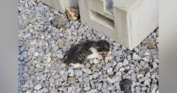 母猫に置いてきぼりにされた『生後2日の赤ちゃん猫』を保護→1か月お世話した結果…感動の変化が58万再生「救ってくれてありがとう」