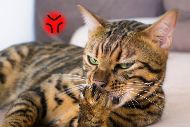 イライラしている猫