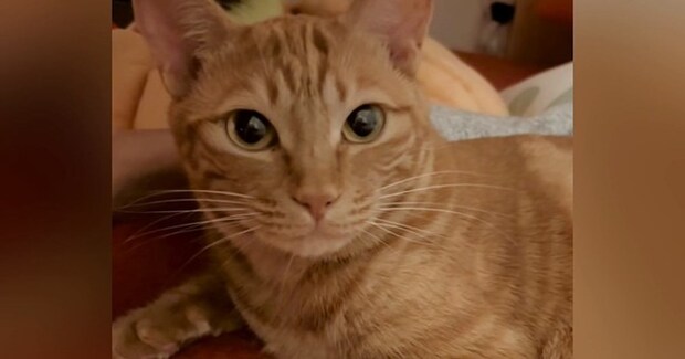 ママに名前を呼ばれて『可愛らしく返事する猫』→パパが呼ぶと…まさかのリアクションが12万再生「爆笑しちゃったｗ」「かわいすぎる」と反響