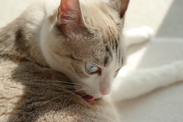 グルーミング中の猫