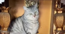 『仏壇の中に入っていた猫』→吊り灯籠に興味津々で…思わず笑みがこぼれる光景が55万再生「猫神様ｗ」「ご先祖様許してくれるよｗ」