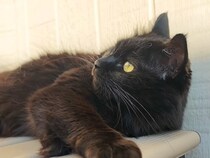 パパとママが用意した中庭で、４匹の猫を遊ばせた結果→とんでもなく『素敵な光景』が13万再生「みんな嬉しそう」「自然に笑みがあふれる」