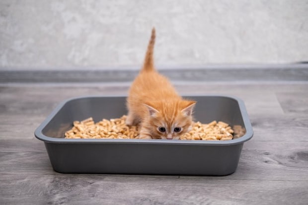 トイレを頑張る子猫