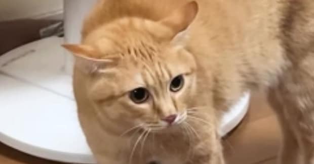 『にょ～にょ～にょ～』と低い声で威嚇していた茶トラ猫→視線の先には…173万再生された爆笑の瞬間に「めっちゃ喋ってるｗ」「かわいすぎｗ」