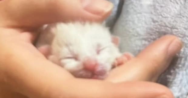 『真っ白な子猫を拾った』と思っていたら、だんだんと模様が出てきて…おとなになった結果→同じ猫とは思えない『まさかの変貌ぶり』に驚愕