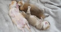 あまりにも無防備な姿でお昼寝する赤ちゃん猫たち…思わず癒される『尊い光景』に「ありがたいものを見た気分」「ニヤニヤした」と反響
