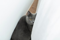 猫を『不安』にさせる飼い主のNG行動4つ　気付かぬうちにストレスを与えているかも？