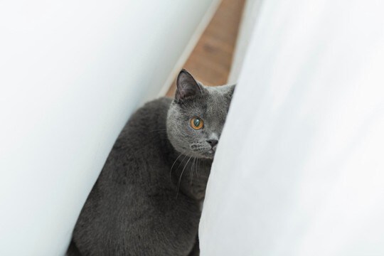 猫を『不安』にさせる飼い主のNG行動4つ　気付かぬうちにストレスを与えているかも？