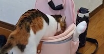 お姉ちゃんが学校に行くと思った猫→カバンに近づいて…健気な『ルーティンワーク』が可愛すぎると３万いいね「賢いなあ」「日課だね」と絶賛