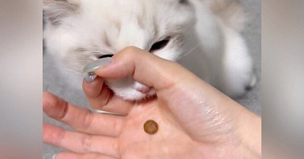 猫に『賢さが分かるおやつのあげ方』を試してみたら…予想外すぎる『まさかの結果』に爆笑「力技すぎるｗ」「かわいいので良し」と73万表示