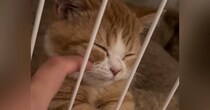 寝るときはケージの中が好きな子猫→隣に行って"なでてみる"と…『たまらない光景』が45万再生「なんか涙が出てきた」「一瞬で癒された」