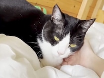 布団に乾燥機をかけていたら、ネコが…寒い朝に見せた『まるでコントのような光景』に反響「交渉するお母さんがｗ」「猫は布団で丸くなる…」