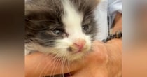 ほとんど反応がなかった『衰弱しきった子猫』→３日が経過すると…涙が止まらない『見違える変化』に「よく頑張った」「本当にありがとう」