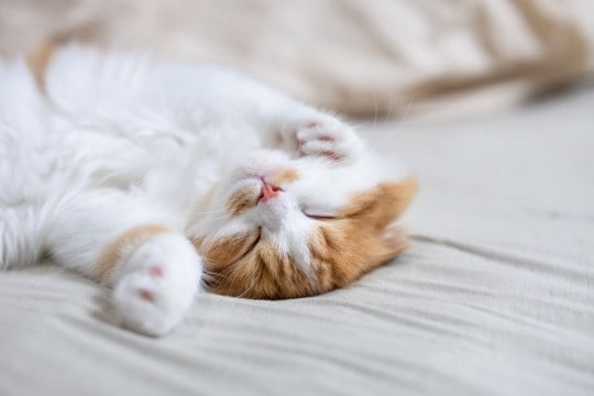 猫が『居心地よく暮らせる家』に必要な条件7つ　快適に過ごしてもらえる環境づくりのコツとは