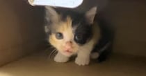 出れるはずのないケージから『脱出していた保護子猫』…後に判明した『まさかの方法』に驚きの声「ポテンシャル高すぎるｗ」「すごい賢い」