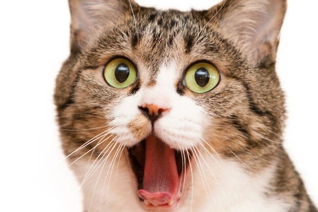 口を開けている猫