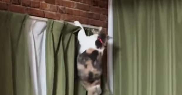 爪を引っかけながら『カーテンからおりる猫』を見ていたら…『想定外の展開』に大爆笑「リズミカルすぎるｗｗ」「テン、テテテテッ」と23万再生