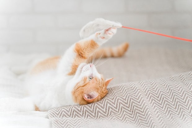 飼い主が操るおもちゃで遊ぶ猫