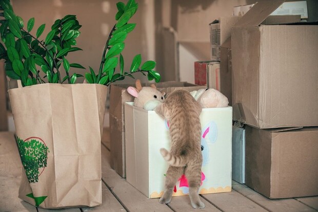 玩具箱を漁る猫