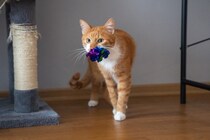 猫が『おもちゃ』を持ってくるときの心理5選　飼い主に伝えたいことがある？応え方まで解説