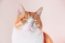 猫が『笑顔』のような表情をみせる理由3選　実際に笑っているの？考えられる心理とは