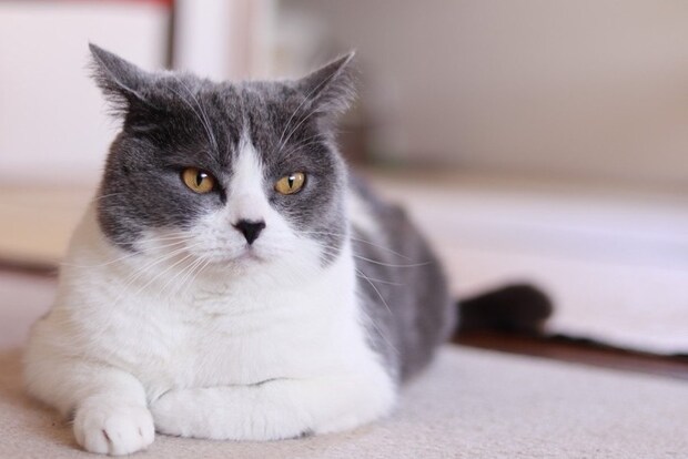 片手を床に付けた香箱座りの猫