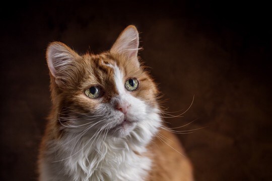 猫の『筋力』が低下する原因3つ 衰えることで起こるトラブルや維持する方法