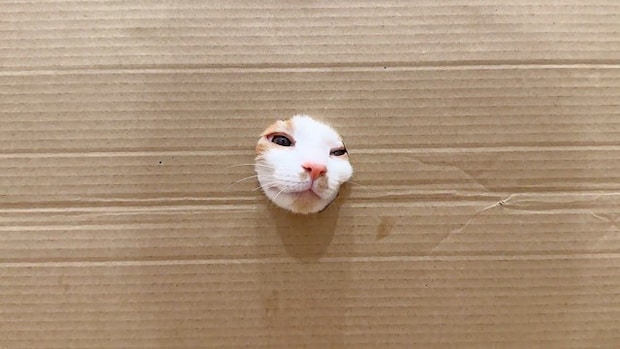 ネコは顔が通れば体も通るのか…穴をあけて検証してみると→想像以上にかわいすぎる展開が60万再生「手が生えたり顔が生えたりｗ」「笑った」