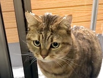 ネコが『生まれてから２度目の雪』を見た結果→テンションが上がりすぎてしまい…『まさかの行動』が15万再生「好奇心旺盛だね」「無邪気」